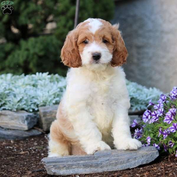 Grant, Cockapoo Puppy