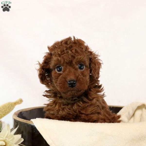 Grant, Cavapoo Puppy