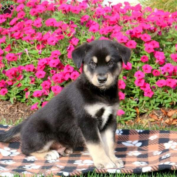 Grayson, Alaskan Malamute Mix Puppy