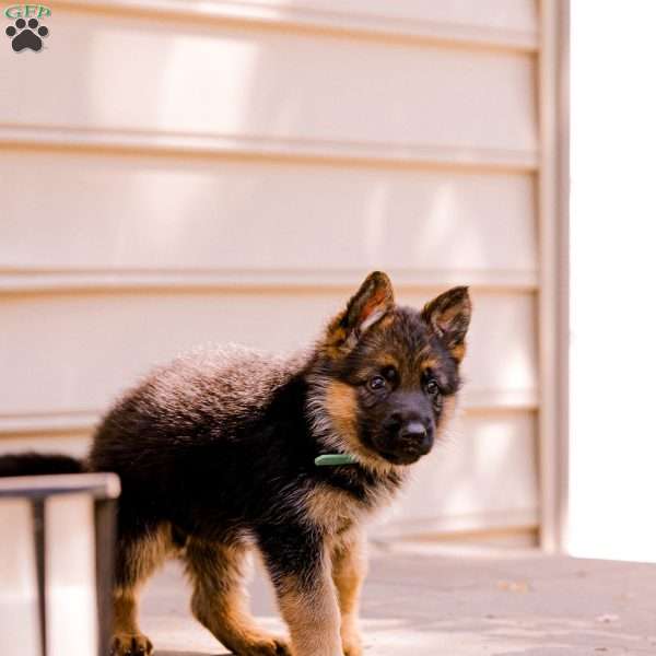 Loretta, German Shepherd Puppy