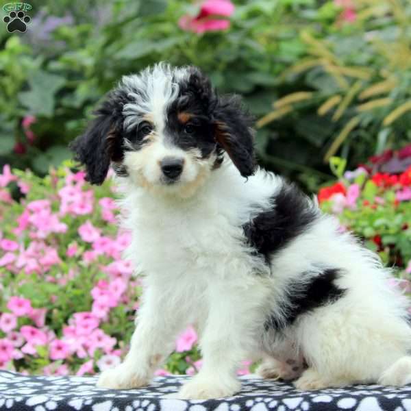 Greg, Mini Aussiedoodle Puppy