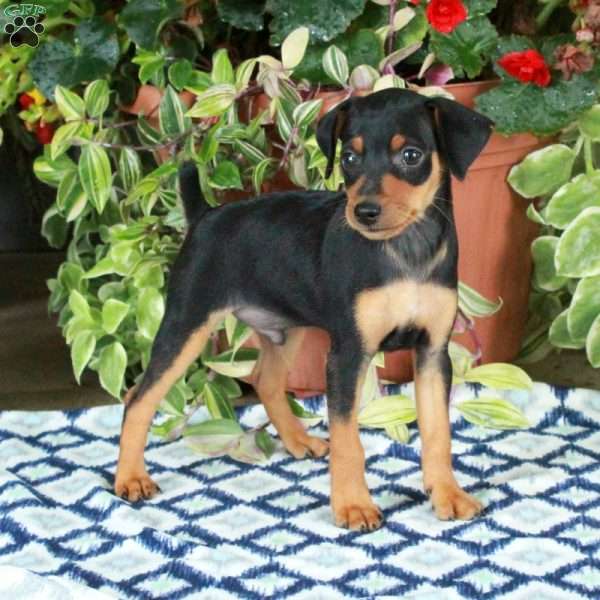 Greg, Miniature Pinscher Puppy