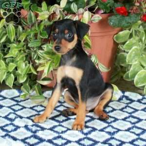 Greg, Miniature Pinscher Puppy