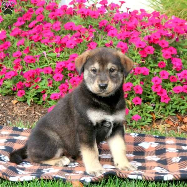 Grizzley, Alaskan Malamute Mix Puppy