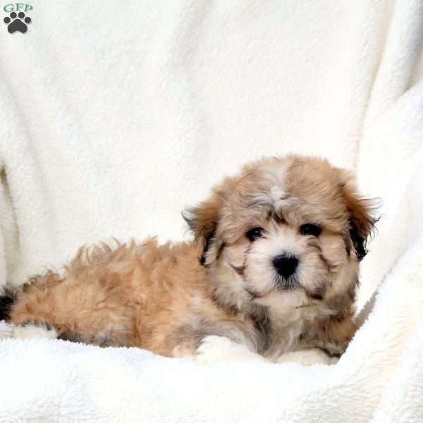 Grover, Havanese Puppy