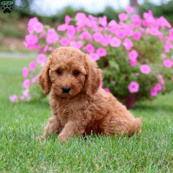 Grover, Mini Goldendoodle Puppy