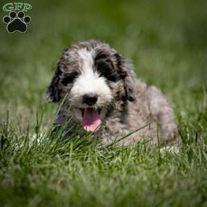 Gunner, Sheepadoodle Puppy