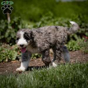 Gunner, Sheepadoodle Puppy