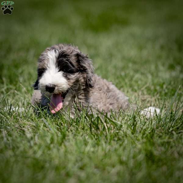 Gunner, Sheepadoodle Puppy