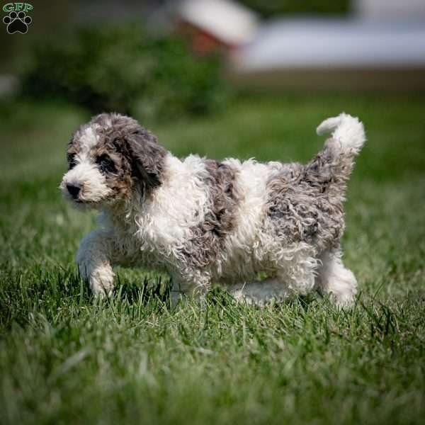 Gus, Sheepadoodle Puppy