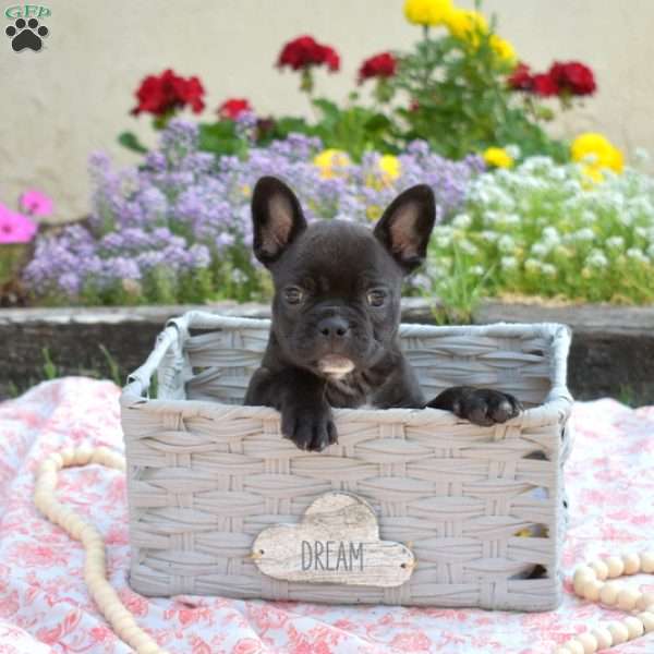 Gus, Frenchton Puppy