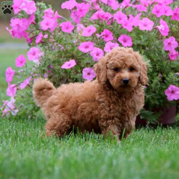 Gus, Mini Goldendoodle Puppy