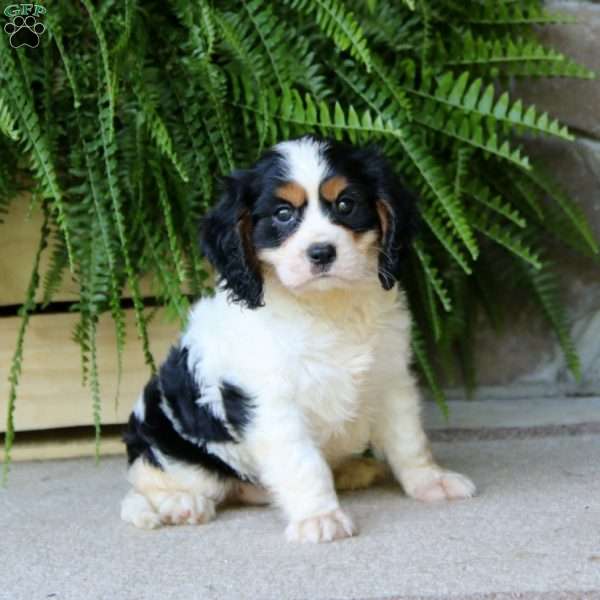 Gus, Cavalier King Charles Spaniel Puppy