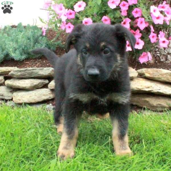 Gwen, German Shepherd Puppy