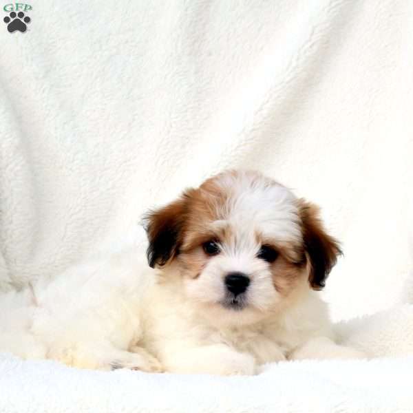 Gwen, Havanese Puppy