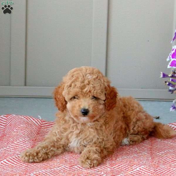 Gwen, Toy Poodle Puppy