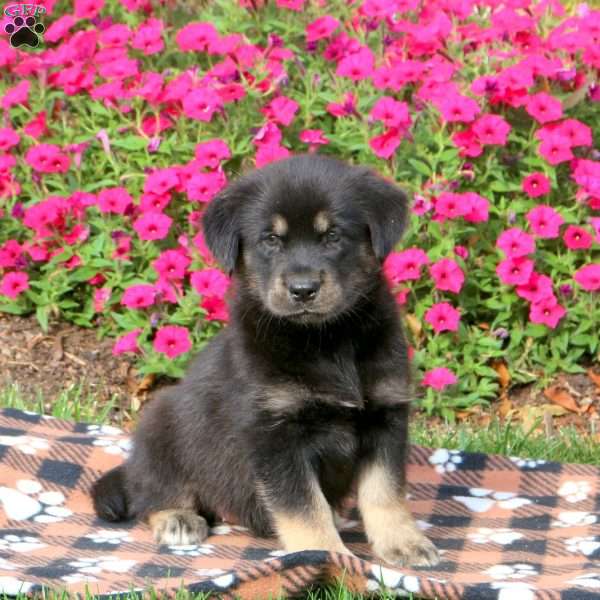 Gwen, Alaskan Malamute Mix Puppy