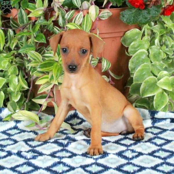 Gwen, Miniature Pinscher Puppy