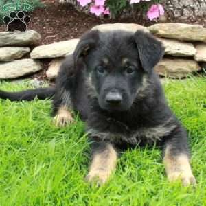 Gwen, German Shepherd Puppy