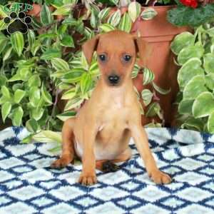 Gwen, Miniature Pinscher Puppy