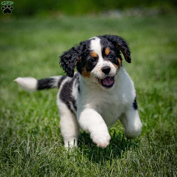 Bella, Miniature Bernese Mountain Dog Puppy