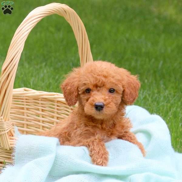 Hailey, Mini Goldendoodle Puppy