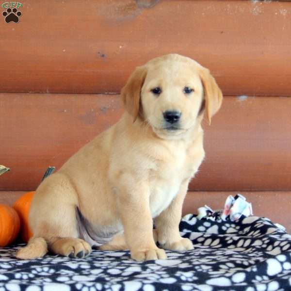 Hailey, Golden Labrador Puppy