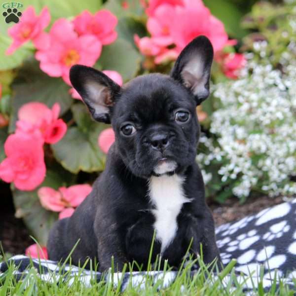 Hailey, Frenchton Puppy