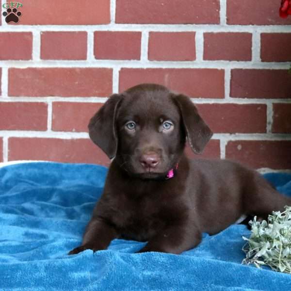 Hailey, Chocolate Labrador Retriever Puppy