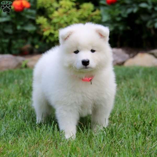 Hailey, Samoyed Puppy