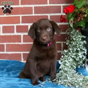 Hailey, Chocolate Labrador Retriever Puppy