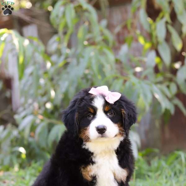 Haley, Bernese Mountain Dog Puppy