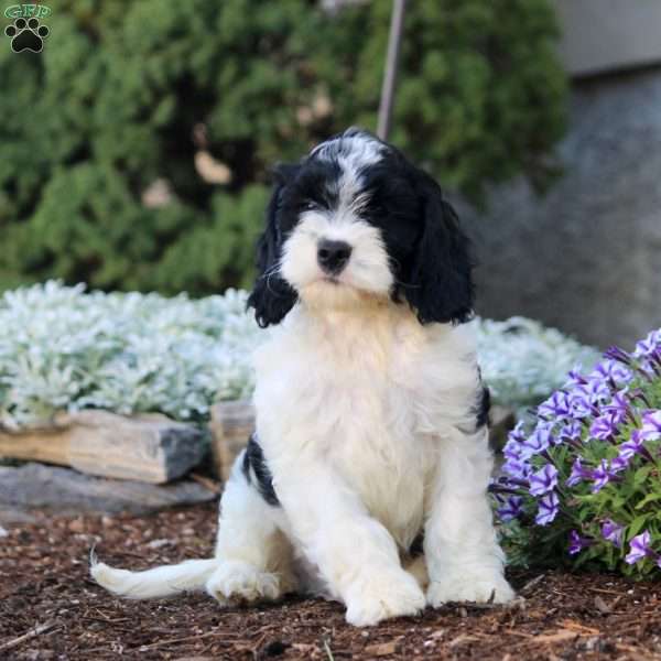 Hank, Cockapoo Puppy