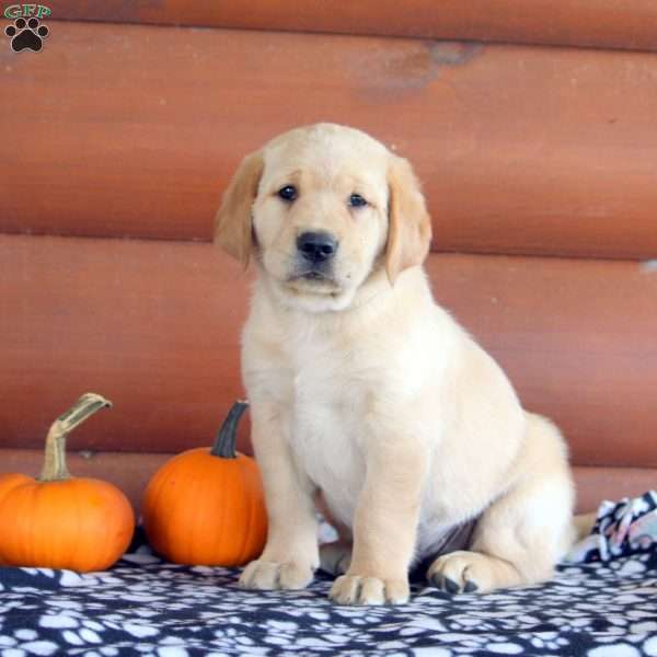 Hank Golden Labrador Puppy For Sale in Pennsylvania