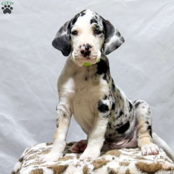 Hank, Catahoula Bulldog Puppy