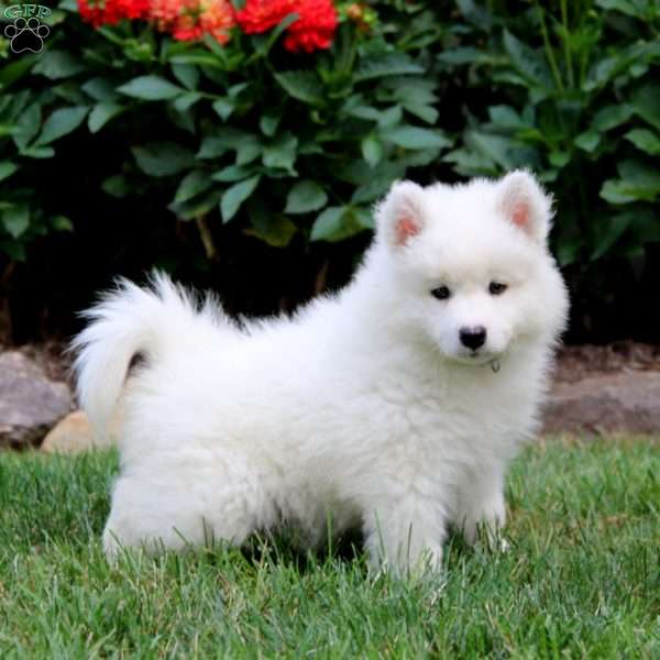 Hank, Samoyed Puppy