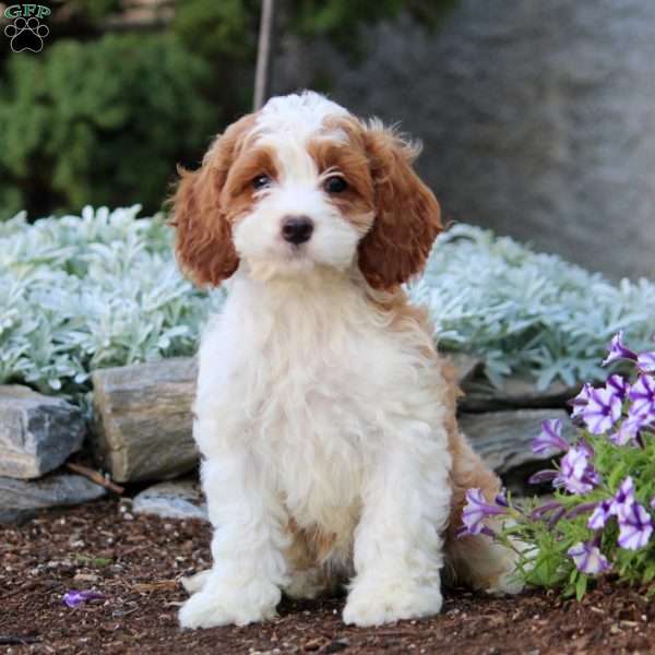 Hannah, Cockapoo Puppy