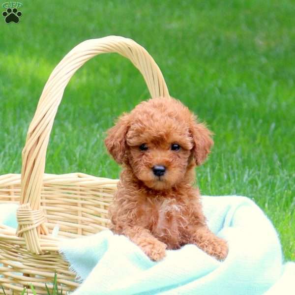 Hannah, Mini Goldendoodle Puppy