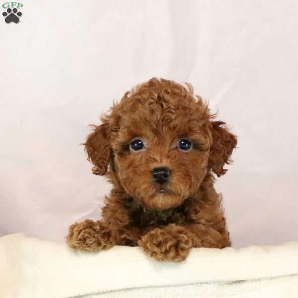 Hannah, Miniature Poodle Puppy