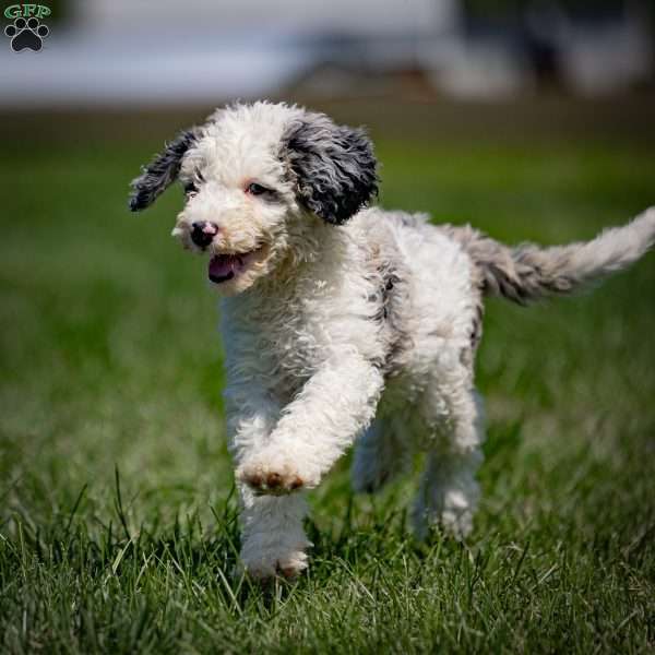 Happy, Sheepadoodle Puppy