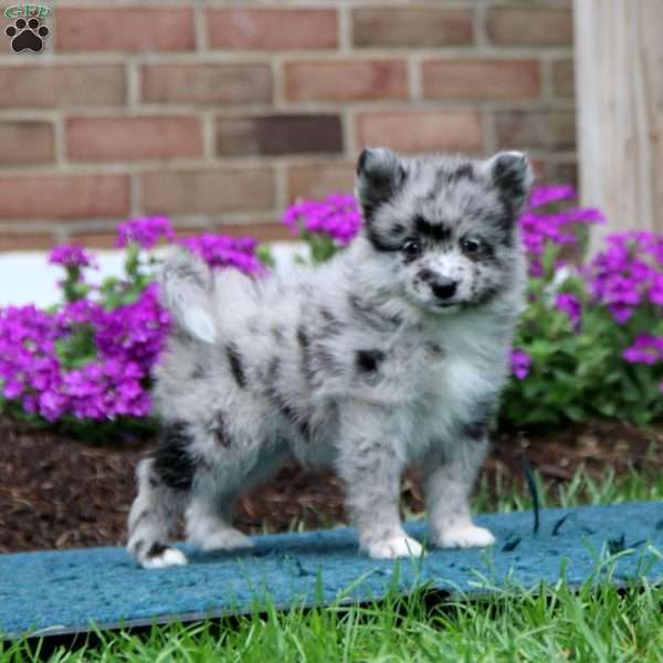 Happy, Pomsky Puppy