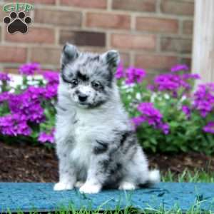 Happy, Pomsky Puppy