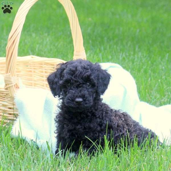 Harley, Mini Goldendoodle Puppy