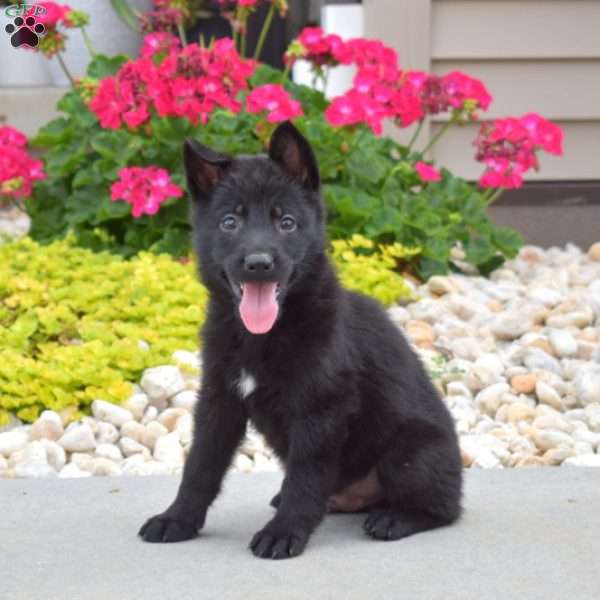 Harley, German Shepherd Puppy