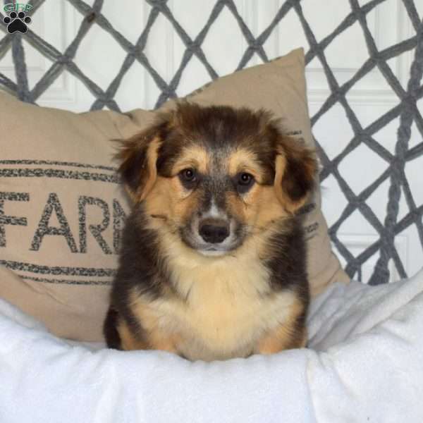 Harley, Pembroke Welsh Corgi Puppy