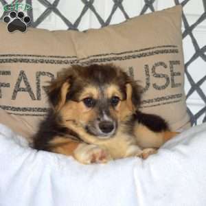 Harley, Pembroke Welsh Corgi Puppy