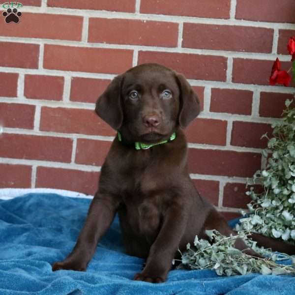 Harley, Chocolate Labrador Retriever Puppy