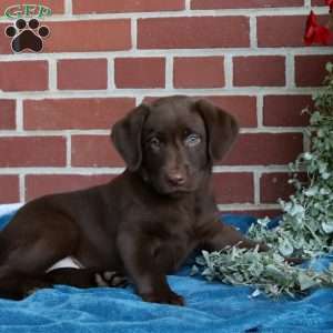 Harley, Chocolate Labrador Retriever Puppy