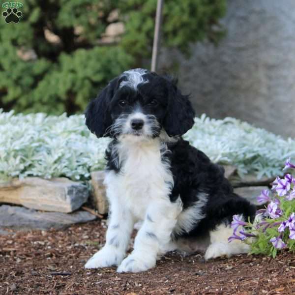 Harlow, Cockapoo Puppy