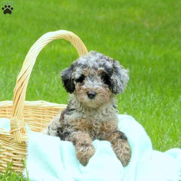 Harmony, Mini Goldendoodle Puppy